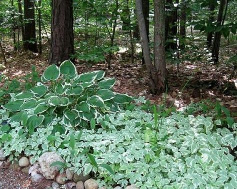 Dry Shade Garden, Backyard Revamp, Snow On The Mountain, Gardening Tricks, Diy Woodland, Shade Garden Design, When To Plant Vegetables, Wooded Area, Fairy Garden Plants