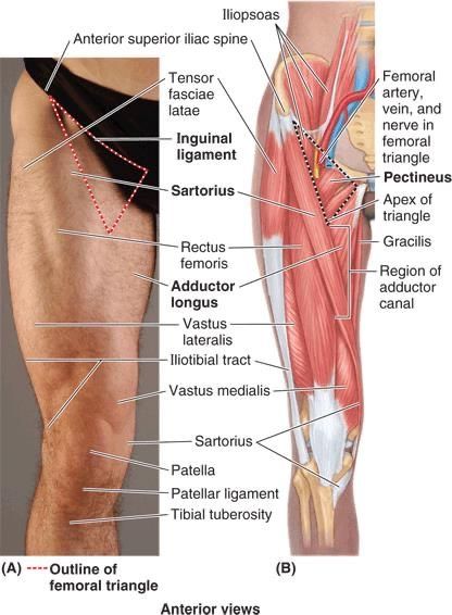 History Of Massage Therapy, Health Appointments, Square Hips, Body Muscle Anatomy, Surface Anatomy, Leg Anatomy, Human Muscle Anatomy, Sports Massage Therapy, Berkeley Square