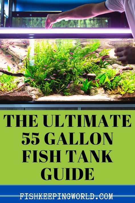 We have compiled the guide to the gallon fish tank. 55-gallon fish tanks are a great choice for someone who wants to get creative, as there is plenty of space to fit in some larger fish. Its large size makes it easier to keep the water clean, so beginners will find it easier than they would with smaller tanks. We will walk you through everything you need to know about starting a new 55-gallon tank, from how to set it up to stocking suggestions, and much more. #fishtank #aquarium #gallontank 55gallon Aquarium Ideas, 55 Gallon Tank Ideas, 55 Gallon Aquascape, Freshwater 55 Gallon Fish Tank Ideas, 37 Gallon Fish Tank Ideas, 60 Gallon Fish Tank Ideas, Fresh Water Aquarium Design Fish Tanks, 65 Gallon Fish Tank Ideas, 50 Gallon Fish Tank Ideas