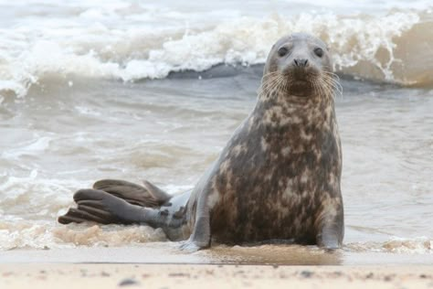 Weddell Seal, Aquatic Mammals, Seal Animal, Grey Seal, Animal Character Design, Sea Mammal, Cute Seals, Baby Seal, Animal Model