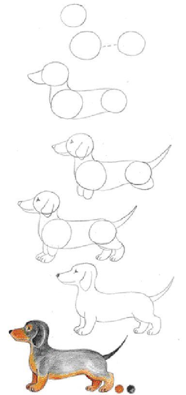 Drawing Diy Step By Step, Daschund Drawing Illustration, Dog How To Draw, How To Draw A Weenie Dog, Nature Animal Drawing, How To Draw Dachshund, Dashound Drawings, Step By Step Dog Drawing, Drawing Dogs Step By Step