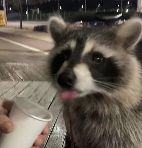 Raccoon Matching Pfp, Bread Pfp, Pfp Gifs, Wallpapers Phone, Fascinating Facts, Type A, Phone Wallpapers, Matching Pfp, Facts About