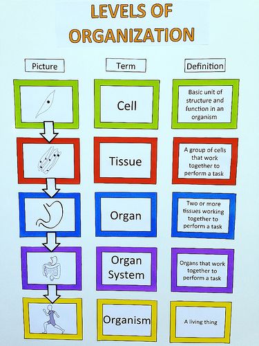 Learning the Levels. This can be made into a foldable with each level of organization. I like how there is not only a definition, but a picture to go with it. #foldablesforscience#levelsoforganization Levels Of Organization Biology, Anatomy Classroom, Levels Of Organization, Body Studies, Lab Assistant, Sixth Grade Science, Science Cells, Science Anchor Charts, Biology Worksheet