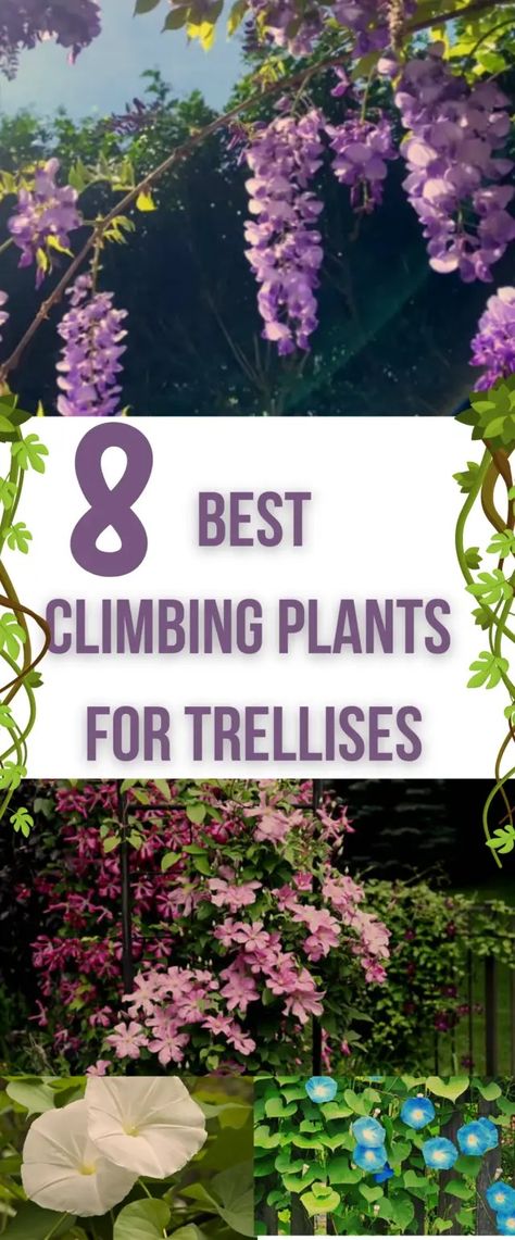 Top 8 Best Climbing Plants for Trellises Honeysuckle Vine Trellis, Climbing Flowers Trellis, Best Climbing Plants, Pepper Companion Plants, Wall Climbing Plants, Climbing Plants Trellis, Simple Trellis, Space Plants, Clematis Trellis