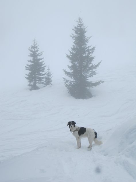 Cute Dog in the snow, winter aesthetic, dog aesthetic, snow, mountain in winter Dog Winter Aesthetic, Dogs In Winter, Romanticise Winter, Walks With Dog, Puppy In Snow, Lumberjack Aesthetic, Snow Winter Aesthetic, Dogs In Snow, Dog In The Snow