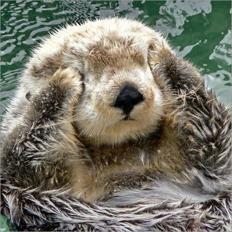 #funny #animal #animals #hilarious #animalcostume #cute #cuteanimal #cuteanimals Otters Cute, Otter Love, Baby Otters, Sea Otters, 강아지 그림, Super Cute Animals, Cute Animals Images, Sea Otter, Pretty Animals