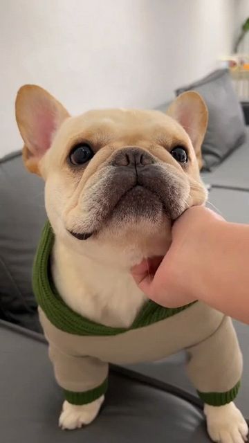 French Bulldog Aesthetic, French Pitbull, French Dog, French Bulldog Breed, Cute Bulldog Puppies, French Dogs, French Bulldog Funny, Bulldog French, Frenchie Dog