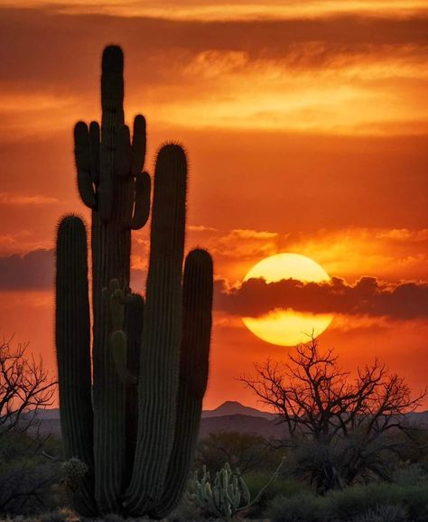 Arizona Sunset Wallpaper, Cactus Sunset Wallpaper, Sunset Western, Cactus Desert Photography, Sunset In Arizona, Beautiful Nature Wallpaper Hd, Beautiful Nature Wallpaper, Nature Wallpaper, Beautiful Sunset