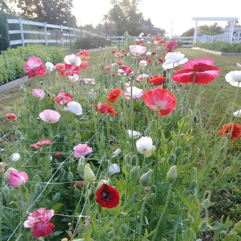 How to Grow: Poppies — Three Acre Farm Grow Poppies From Seed, Poppies And Hydrangeas, When To Plant Poppy Seeds, How To Grow Poppies From Seed, How To Grow Poppies, Poppy Garden Ideas, Poppy Flower Garden, Planting Poppy Seeds, Shade Landscape