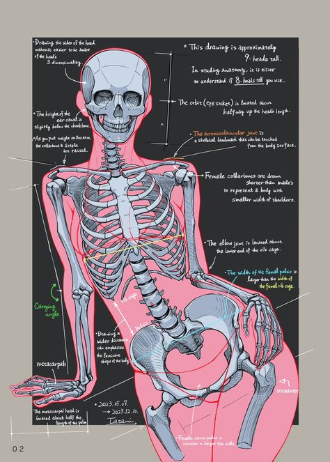 Skeletal System Anatomy, Female Skeleton, Human Skeleton Anatomy, Skull Anatomy, Female Anatomy Reference, Skeleton Anatomy, Body Study, Skeleton Drawings, Concept Art Tutorial