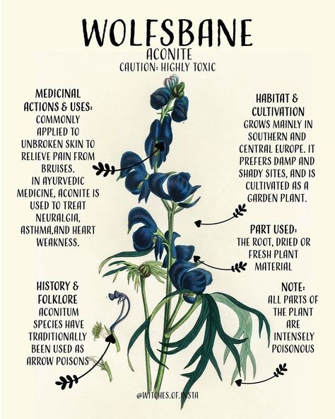 Witchy Poisonous Plants, Wolfsbane Flower Aesthetic, Poisonous Plants Illustration, Poisonous Plants Poster, Poisonous Plants Botanical Illustration, Deadly Plants, Poison Garden, Witch Herbs, Magickal Herbs