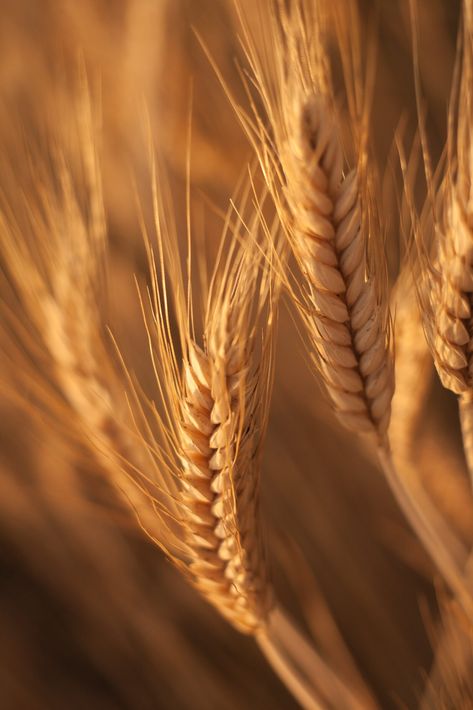 Grain Mill, Fields Of Gold, Mother Earth News, Wheat Field, Wheat Fields, Framed Photographs, Lovely Print, How To Make Bread, Food Store