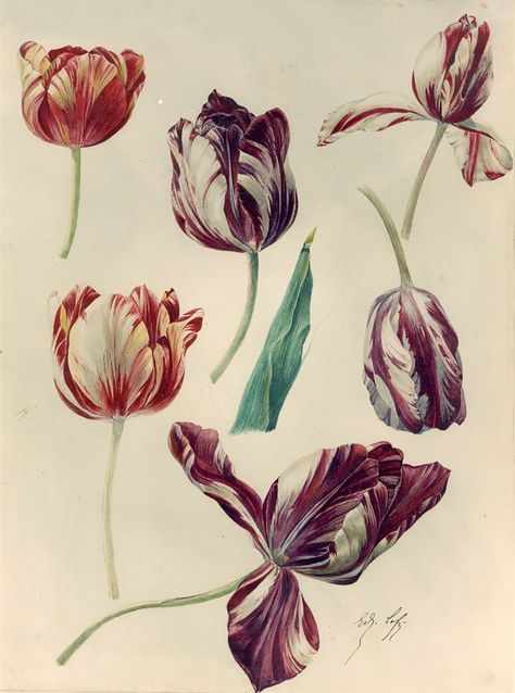 Tulip Graphic, The Two Princes, Two Princes, Tulip Drawing, Tulip Art, Tulips Art, Artistic Pictures, Vintage Florals, Vintage Botanical Prints