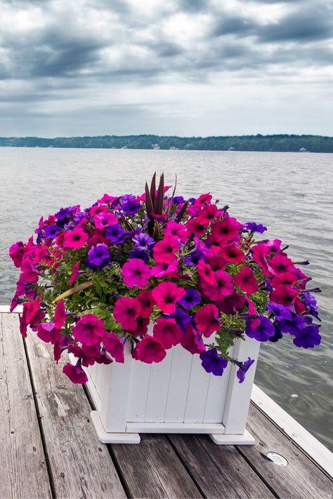 Petunia Planter, Petunia Care, Worm Castings Tea, Blooms All Summer, Wave Petunias, Northwest Garden, Petunia Plant, Compost Tea, Shades Of Violet