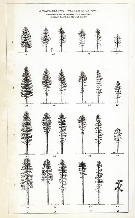 Ponderosa Pine Tattoo, Wildfire Tattoo, Ponderosa Pine Tree, Pine Tattoo, Pine Tree Drawing, Bark Beetle, Pine Tree Painting, Chain Tattoo, Pine Tree Tattoo