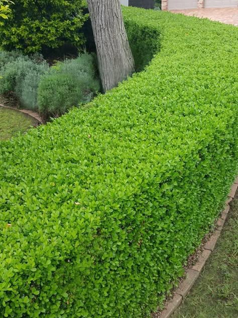 Buxus Microphylla, Bottle Palm Tree, Bottle Palm, Landscaping Driveway, Japanese Boxwood, Front Wall Design, Boxwood Hedge, Gym Pool, Hedging Plants