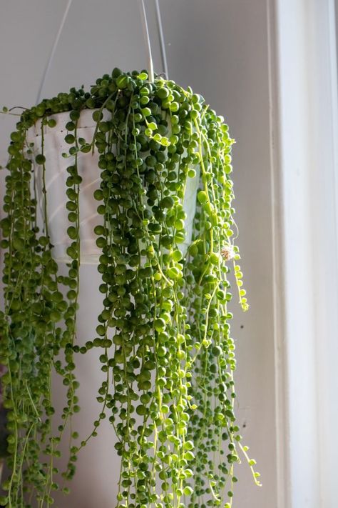 String Of Pearls Plant, Aesthetic Plants, Custom Planters, Hanging Plants Indoor, Plant Wishlist, Diy Plant Hanger, Plant Guide, Small White Flowers, Plant Aesthetic