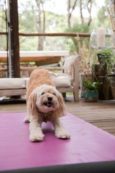 Yoga With Dog, Chill Dog, Yoga Content, Dog Doing Yoga, Blue Roan Cocker Spaniel, Puppy Yoga, Dog Massage, Yoga Dog, Animal Yoga