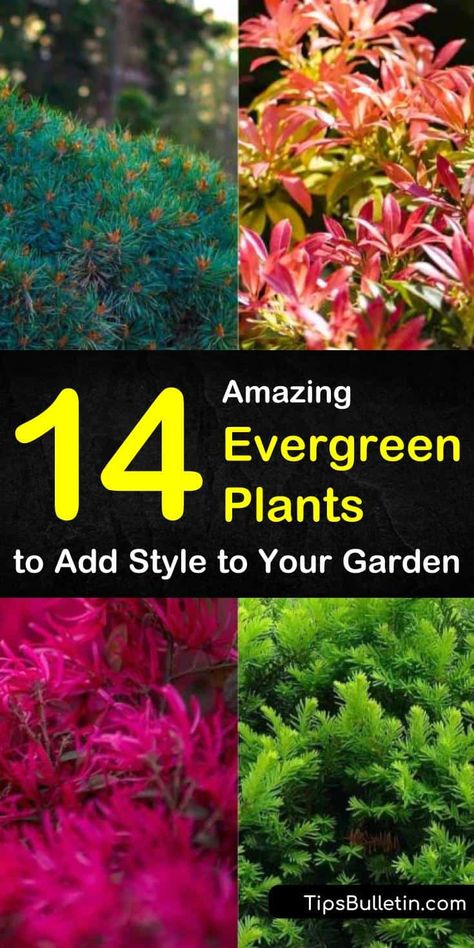 Find out which evergreen plants are best for full sun, for shade, for pots outdoors, and for indoor planting. We show you landscaping ideas for drought-tolerant shrubs and perennials that will stay green all winter. #landscaping #evergreens #plants Evergreen Plants For Shade, Mixing Evergreens And Perennials, Plants That Stay Green In Winter, Evergreen Flowering Plants, Best Evergreens For Landscaping, Drought Tolerant Evergreens, Drought Tolerant Evergreen Shrubs, Full Sun Evergreen Plants, Evergreen Plants For Landscaping