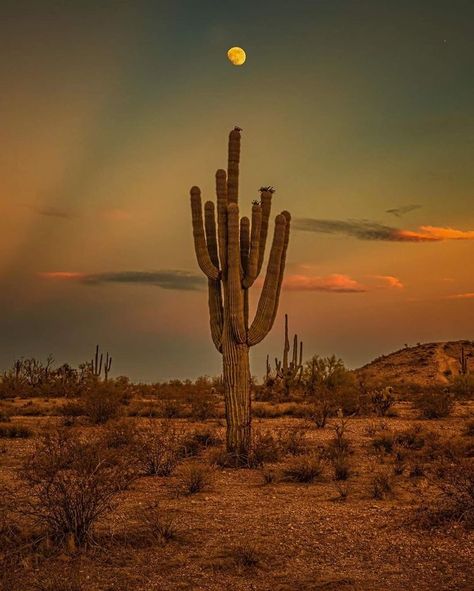 Cactus Desert Aesthetic, Western Desert Aesthetic, Desert Grunge, Arizona Aesthetic, Desert Beauty, Desert Aesthetic, Western Photography, Western Wallpaper, Desert Dream