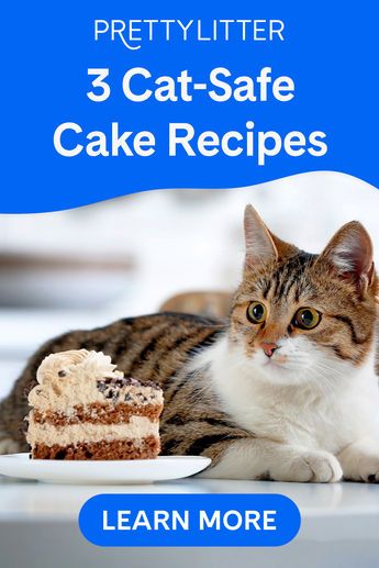 Your cat’s birthday is a fun way to celebrate together, and baking a cat birthday cake is a great way to treat your kitty while still keeping their health in mind. Choose your favorite cat cake recipe and wish your kitty a special happy birthday! Cake Recipe For Cats, 2023 Ads, Diy Cat Treats, Cat Birthday Cake, Catio Plans, Biscuits Homemade, Cat Cakes, Pet Bakery, Birthday Cake For Cat