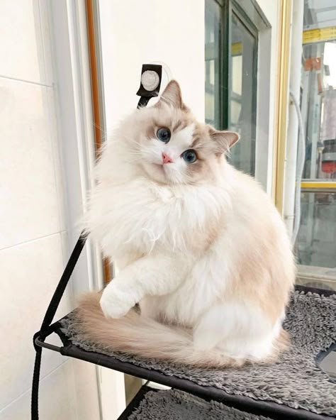 Ragdoll Kittens, Sweet Cat, Ragdoll Cats, Söt Katt, Cat Club, Ragdoll Cat, Cat Aesthetic, Cute Cats And Kittens