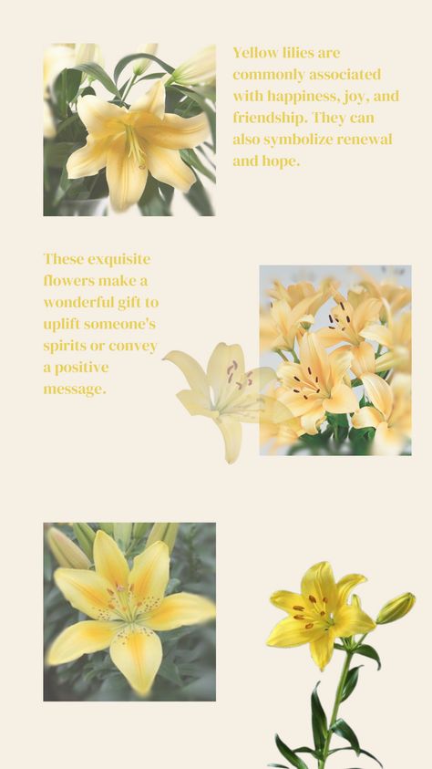 Yellow Lily Flower Yellow Flowers Meaning, Lily Meaning Flower, Lily Flower Aesthetic, Yellow Daylily, Yellow Lily Flower, Lillies Flowers, Lily Meaning, Yellow Flower Wallpaper, Yellow Lilies