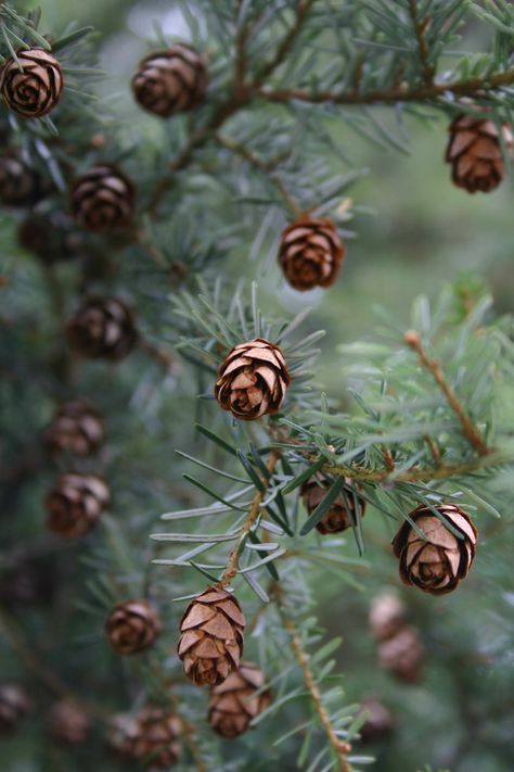 Winter Landscaping, Landscape Photography Trees, Natal Natural, Tree Carvings, Fall Photography Nature, Winter Landscape Photography, Best Landscape Photography, Nature Photography Trees, Evergreen Christmas