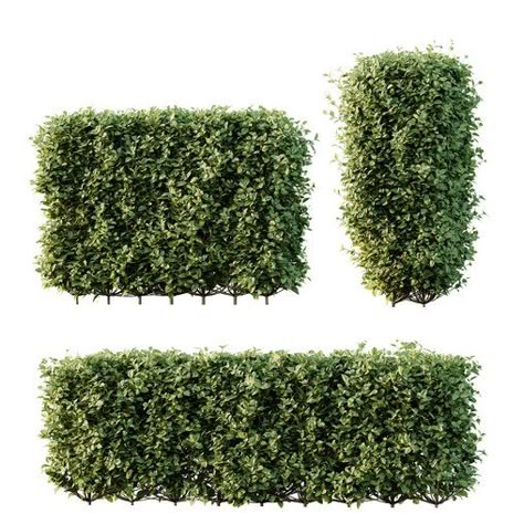 HQ Plants Ligustrum Ovalifolium Argenteum Aureum Box Hedge Golden Privet, Ligustrum Ovalifolium, Box Hedge, Boxwood Bush, Hedge Trees, Box Hedging, Tree Photoshop, Artificial Hedges, Black Fruit