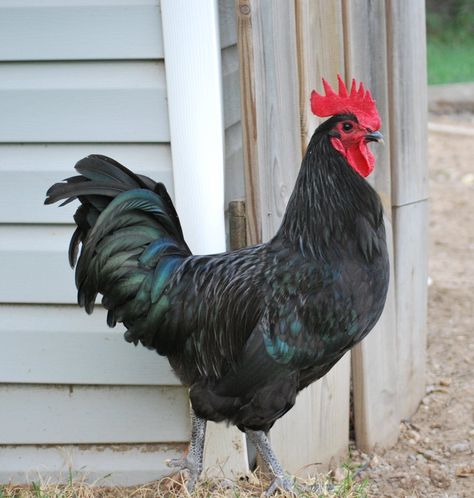 Australorp Chickens, Chicken Photography, Australorp Chicken, Hen With Chicks, Black Australorp, Rhode Island Red Chickens, Best Laying Chickens, Leghorn Chickens, Chicken Facts