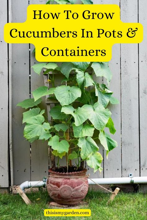 A cucumber plant growing in a pot and trellised up against a fence. From thisismygarden.com. Greenhouse Watering System, Cucumbers In Pots, Greenhouse Watering, Zucchini Growing, Cucumber Garden, Garden Cucumbers, How To Grow Cucumbers, Diy Outdoor Living, Pot Trellis