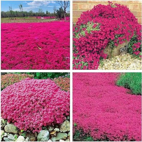 Amazon.com : Red Creeping Thyme Seeds for Planting 20000+ Non-GMO Perennial Flower Seeds Landscaping Ground Cover, Easy to Grow : Patio, Lawn & Garden Red Creeping Thyme, Creeping Thyme, Perennial Flower, Healthy Garden, Flowers Perennials, Ground Cover, Flower Seeds, House Designs, Non Gmo