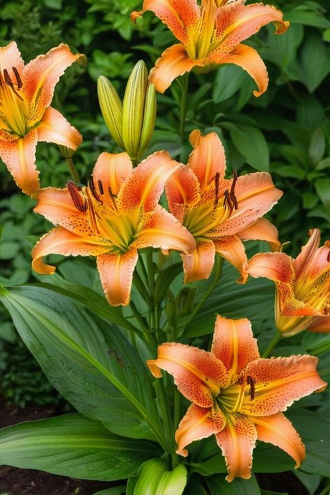 Learn all about how to grow tiger lilies at home with our comprehensive guide. Discover the best tips and tricks for nurturing these stunning flowers in your garden. From choosing the right location to proper watering techniques, we've got you covered! Whether you're a seasoned gardener or just starting out, our easy step-by-step instructions will help you cultivate beautiful tiger lilies that will bloom year after year. Don't miss out on adding these vibrant and exotic flowers to your outdoor s Tiger Lillie’s, Tigerlily Flower, Tiger Lily Garden, Bush Lily, Lilly Garden, Poisonous Flowers, Tiger Lily Flowers, Growing Lilies, Tropical Photo