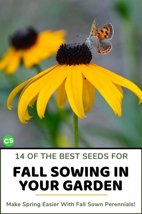 Nothing easier for pretty seasonal flowers than planting seeds in the fall. Join me as I discuss the 14 best seeds for successful fall sowing and get planting! #fallsowing #sowseeds #seedstarting #fallsow Seeds For Fall Planting, When To Plant Sunflower Seeds, Perennial Seeds To Plant In Fall, Seeds To Sow In Fall, Harvesting Sunflower Seeds For Planting, Flower Seeds To Plant In Fall, Planting Flowers From Seeds, Autumn Flowering Plants, Perennial Sunflower