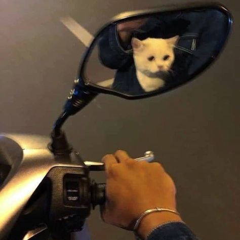 Bike Aesthetic, Biker Aesthetic, Motorcycle Aesthetic, Biker Boys, Biker Love, Vroom Vroom, My Aesthetic, A Cat, Cute Cats