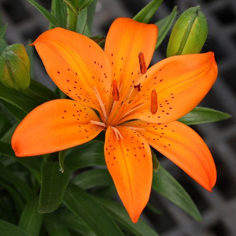 Orange Lily Flower, Asiatic Lily, Lilies Drawing, Fleur Orange, Blossom Garden, Asiatic Lilies, Day Lilies, Flower Therapy, Natural Form