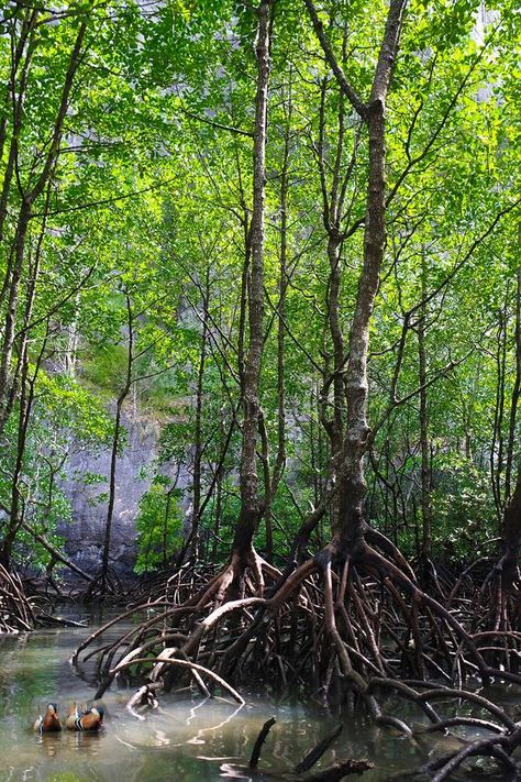 Mangrove Forest Photography, Mangroves Aesthetic, Mangrove Forest Aesthetic, Mangrove Photography, Wallpaper Plants Aesthetic, Mangrove Ecosystem, Coastal Couple, Coastal Forest, Wallpaper Plants