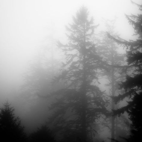 Foggy Weather, Grey Pictures, Foggy Forest, Dark Nature Aesthetic, Dark Paradise, Gray Aesthetic, The Fog, Dark Forest, Nature Aesthetic