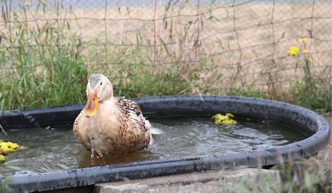 Have you ever seen a happy duck? Ducks are already cute, but when they are happy, they are even cuter. Do ducks needs toys to be happy? Chicken And Duck Pen Ideas, Duck Food Diy, Duck Watering System, Toys For Ducks Diy, Duck Treats Ideas, Duck Toys For Coop, Ducks Backyard, Diy Duck Toys For Ducks, Toys For Ducks