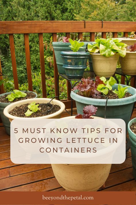 How To Plant Lettuce In Pots, Lettuce Raised Bed, Growing Lettuce In Containers From Seed, Salad Garden Ideas, Growing Lettuce In Pots, Salad Garden Container, Lettuce Growing Container, Container Lettuce Gardening, Lettuce Planter Ideas