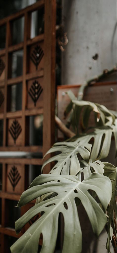 Wallpapers Plants Aesthetic, Plant Asethic Wallpaper, Ancestral Aesthetic, Sol Aesthetic, Green Plant Aesthetic Wallpaper, Iphone Wallpaper House Plants, Green Plants Aesthetic Wallpaper Vintage, Halloween Wallpaper Iphone Backgrounds, Diy Macrame Plant Hanger