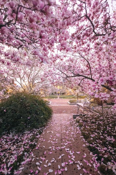 Magnolia Tree Aesthetic, Beautiful Gardens Flowers, Washington Dc Artwork, Moongate Garden, Magnolia Aesthetic, Magnolia Tree Landscaping, Trees With Flowers, Magnolia Plant, Japanese Magnolia Tree