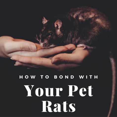 So you have your rat, but he/she is very shy. I will teach you how to bond with your pet rats and show you some great activities you can do with them. Rat Reference, Rat Cage Ideas, Pet Rat Cages, Ratcatcher 2, Cat Pet Shop, Remy The Rat, Pet Shop Logo Design, Rat Food, Rat Care