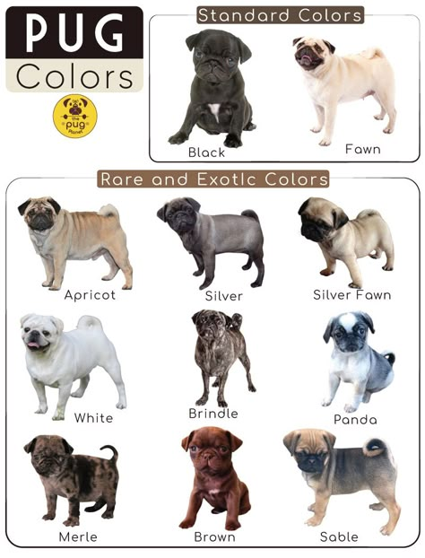 Pug Aesthetics, Brindle Pug, Pug Facts, Pug Breed, Pug Tattoo, Baby Pugs, Pug Pictures, Pug Mom, Flower Colors