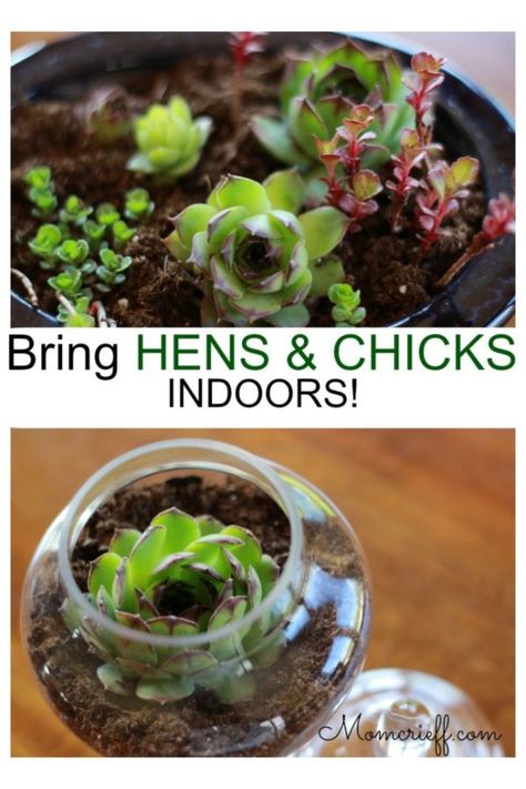 Diy Containers, Vertical Container Gardening, Succulent Planting, Diy Container Gardening, Container Garden Design, Planting Tips, Hen Chicken, Indoor Herb, Container Gardening Flowers