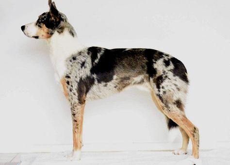 Koolie Dog, Cattle Dogs, Dog Breed, Dog Breeds, Dogs And Puppies, Cute Animals, Not Found, Puppies, I Want