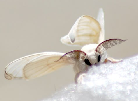 Fuzzy Moth, Fluffy Moth, Fluffy Moths, Cute Moths, Silkworm Moth, Peppered Moth, Silk Moths, Poodle Moth, Silk Moth