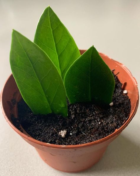 How to Propagate ZZ Plant | ZZ Plant Propagation Propagate Zz Plant, Zz Plant Propagation, Plant Propagation, Zz Plant, Plant Cuttings, Propagating Plants, All About Plants, House Plants, Plant Leaves