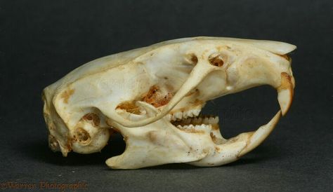 Rat skull Rat Anatomy, Bone Reference, Rat Skull, Brown Rat, Rat Tattoo, Skulls And Flowers, Skull Anatomy, Skull Reference, Skulls And Bones