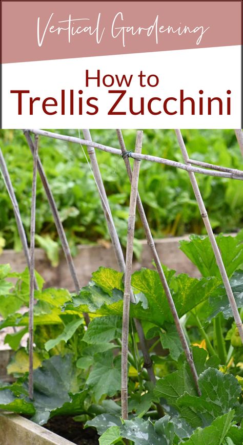 Zucchini Garden Trellis, Vertical Zucchini Trellis, Zucchini Garden Vertical Trellis Ideas, Growing Vegetables Vertically, Diy Zucchini Trellis, Zucchini Plants Vertical, How To Grow Zucchini Vertically, Zucchini Trellis Ideas, Squash Trellis Ideas